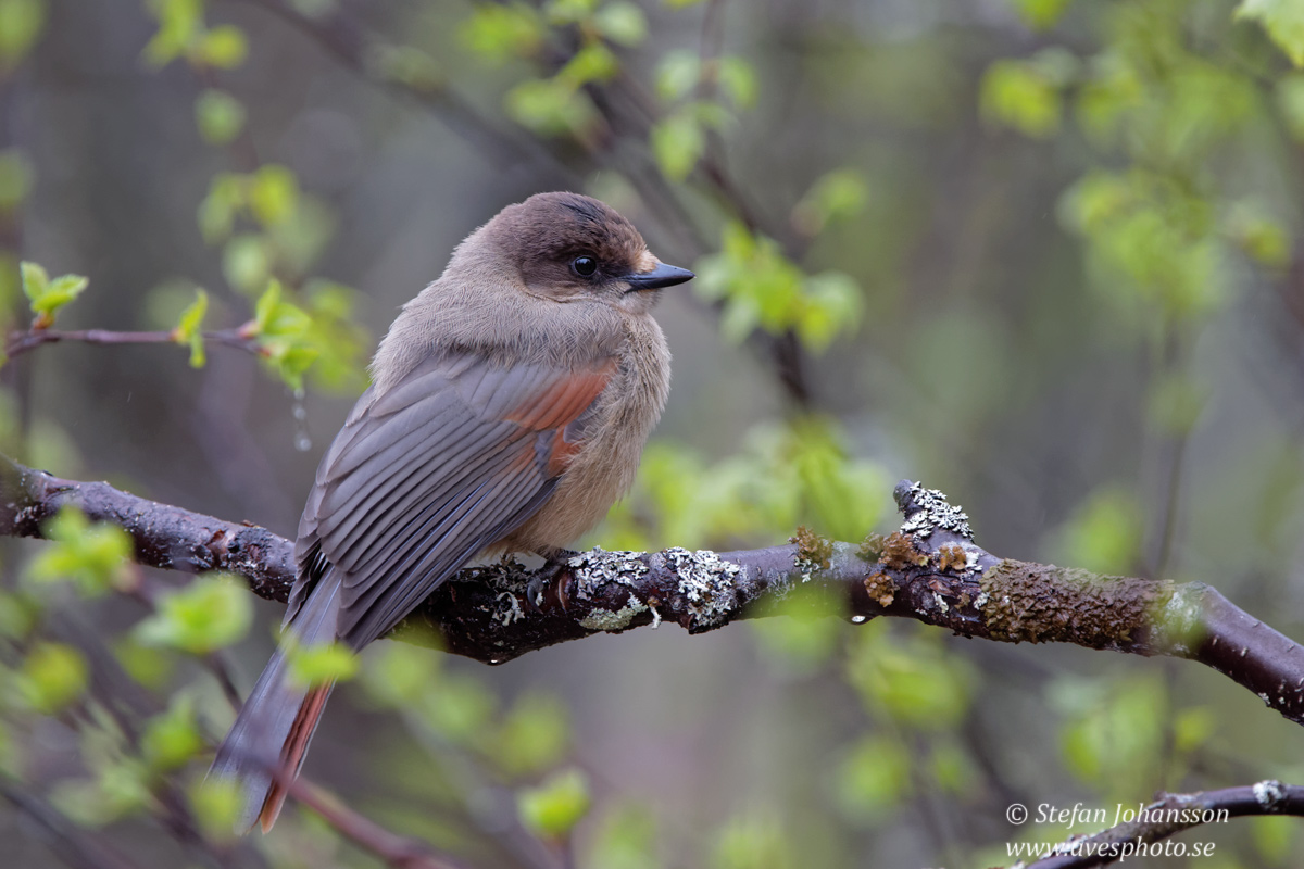 Lavskrika / Siberian Jay Perisoreus infaustus