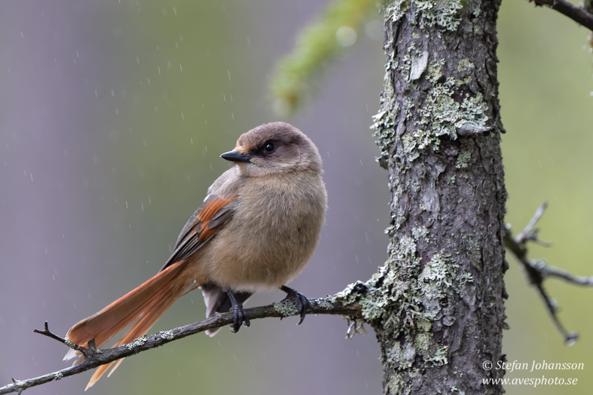 Lavskrika / Siberian Jay Perisoreus infaustus