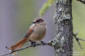 Lavskrika / Siberian Jay Perisoreus infaustus