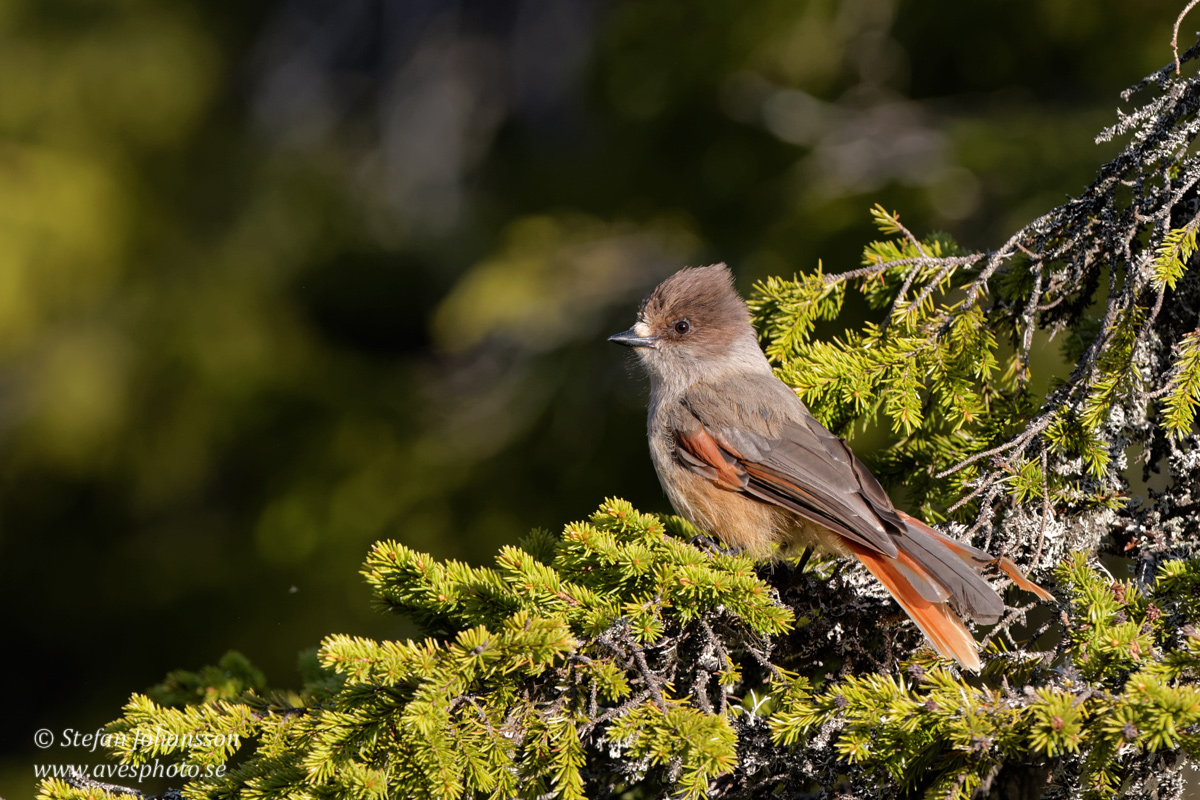 Lavskrika / Siberian Jay Perisoreus infaustus