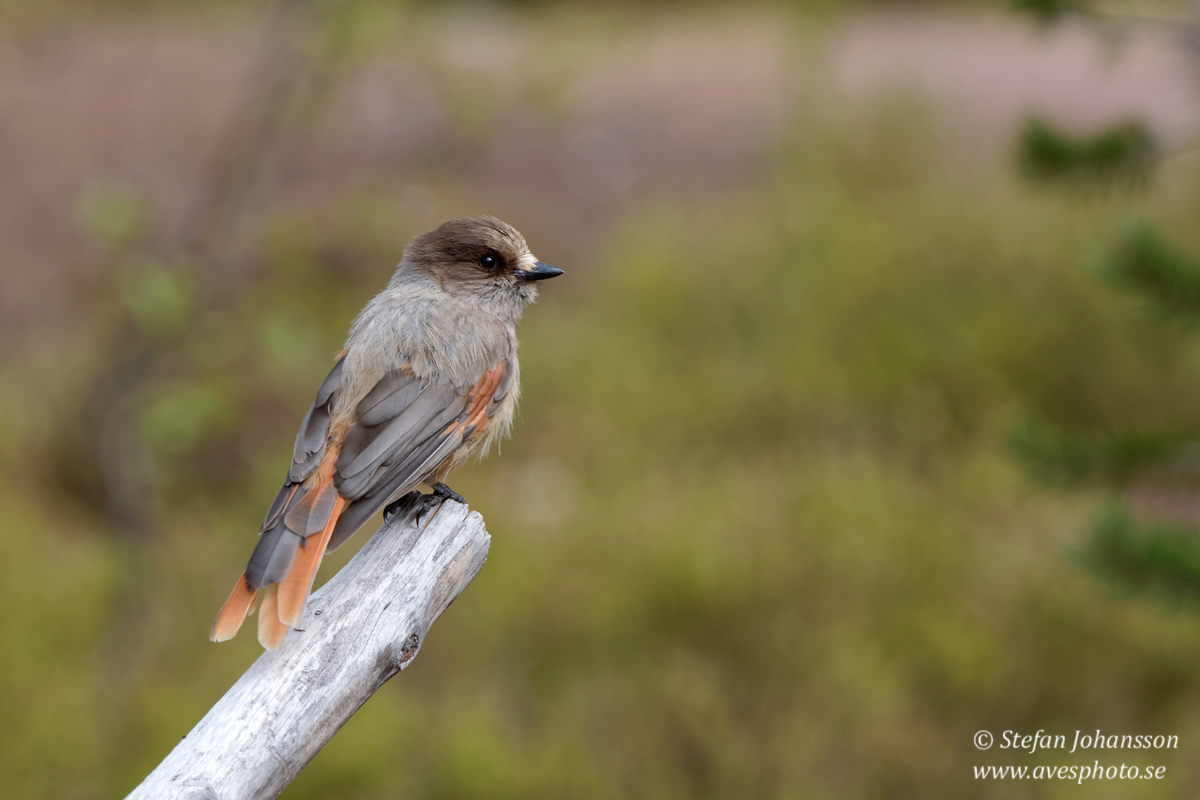 Lavskrika / Siberian Jay Perisoreus infaustus