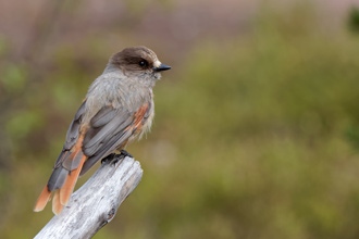 Lavskrika / Siberian Jay Perisoreus infaustus