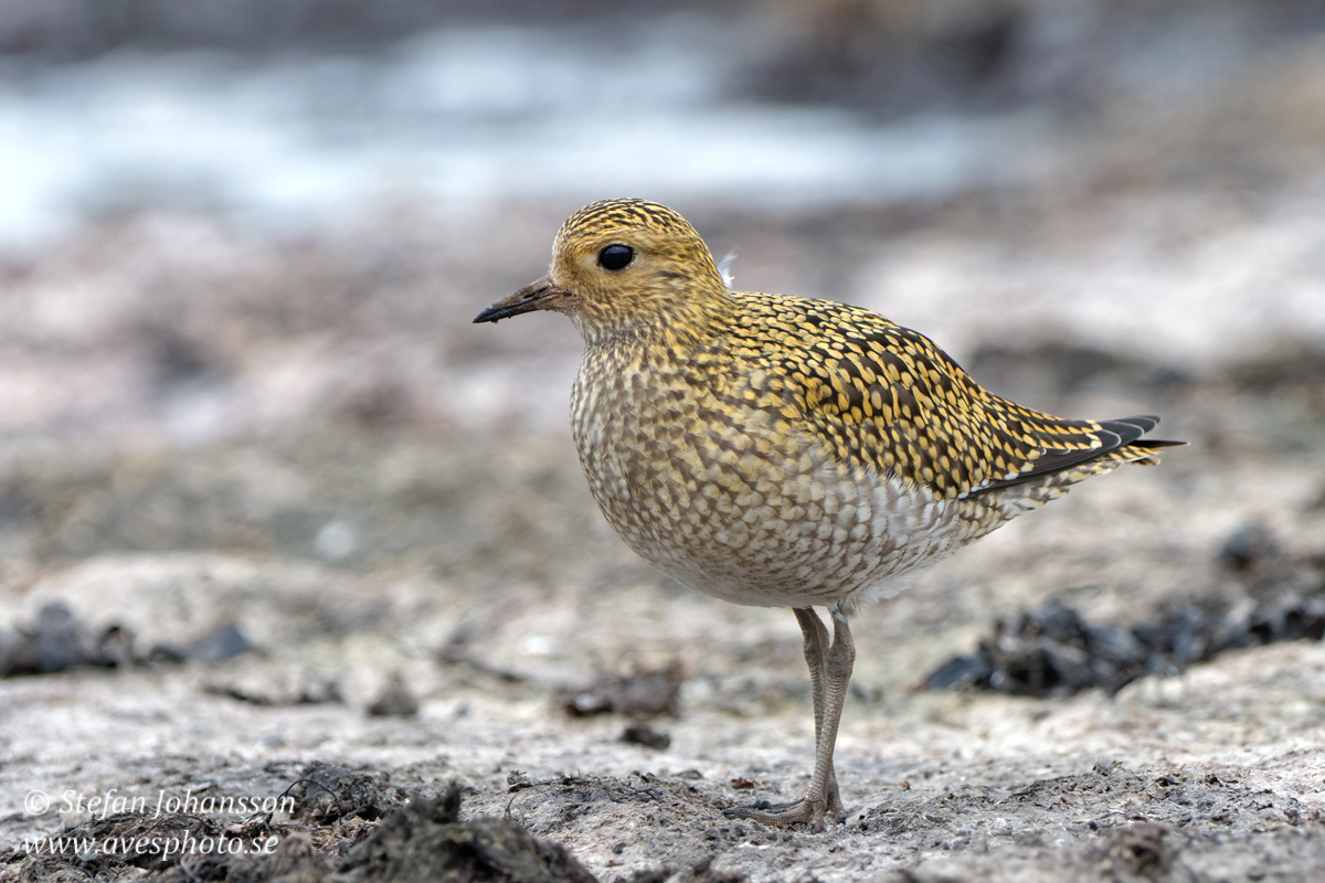 Ljungpipare / European Golden Plover 