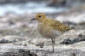 Ljungpipare / European Golden Plover 