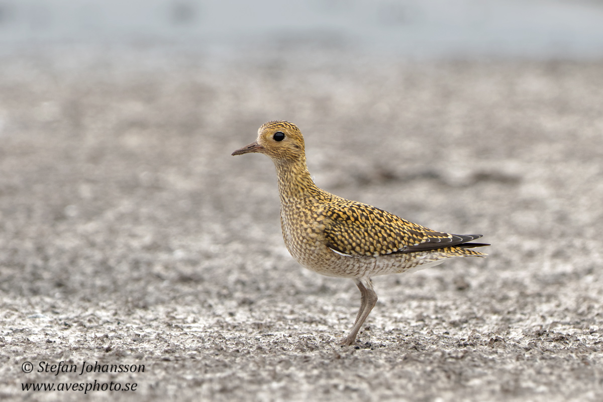 Ljungpipare / European Golden Plover 