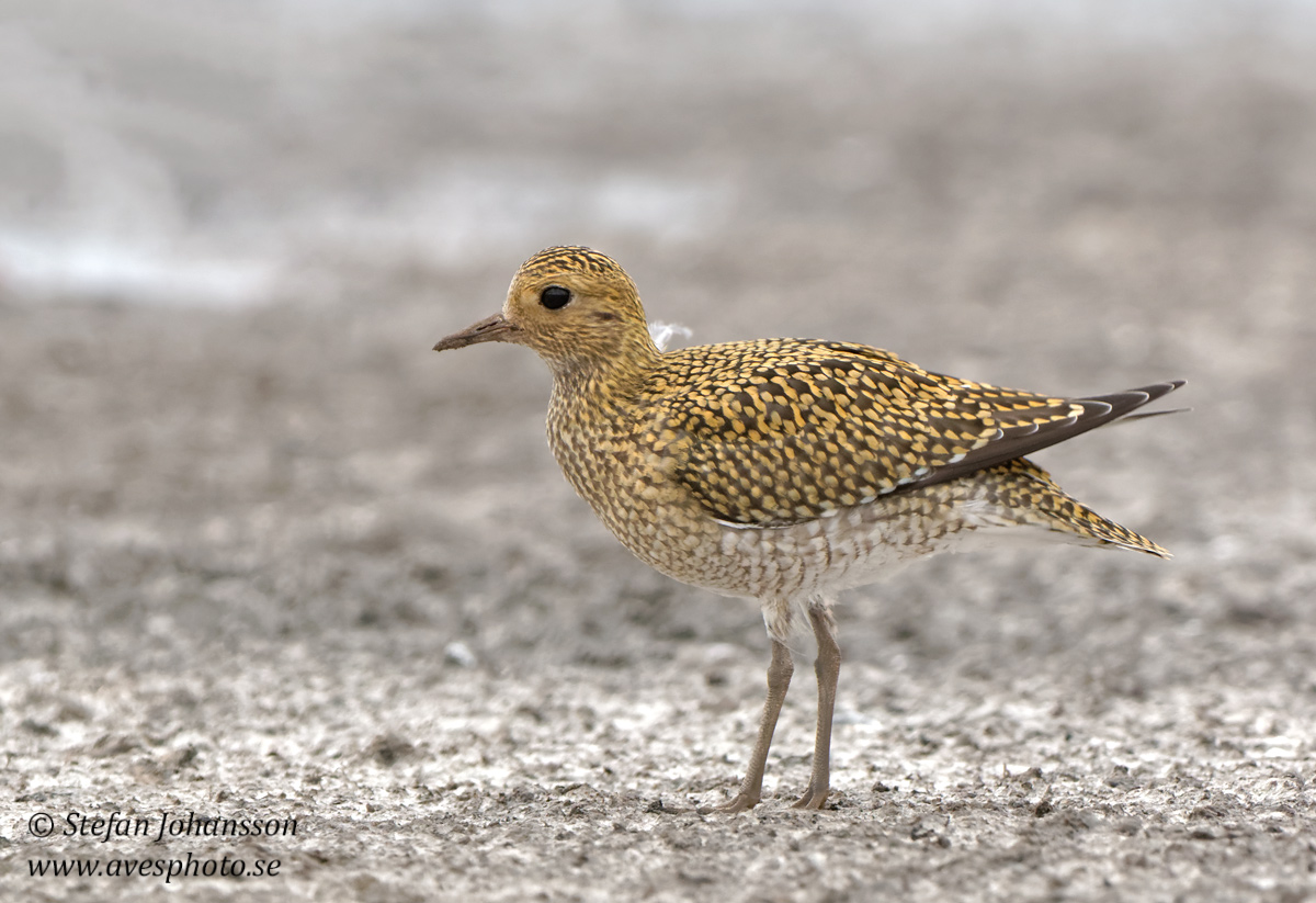 Ljungpipare / European Golden Plover 