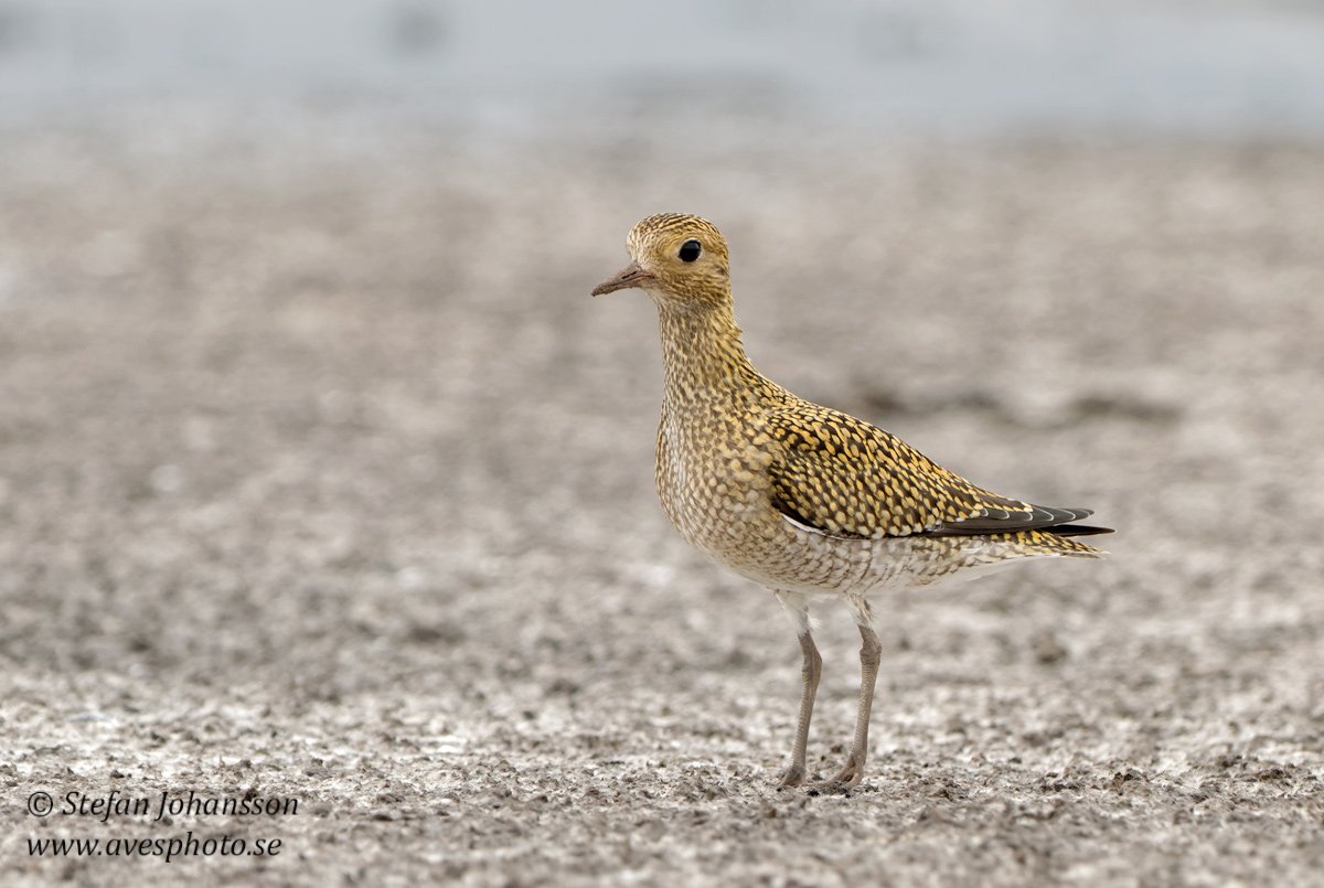 Ljungpipare / European Golden Plover 