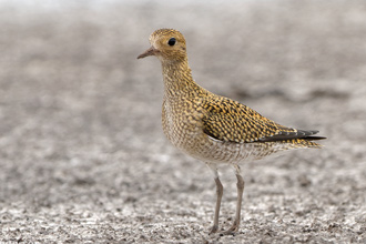 Ljungpipare / European Golden Plover 