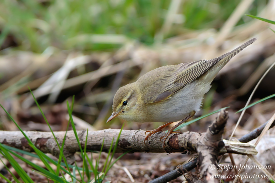 Lövsångare / Willow Warbler 