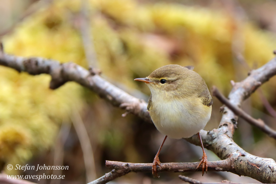 Lövsångare / Willow Warbler 