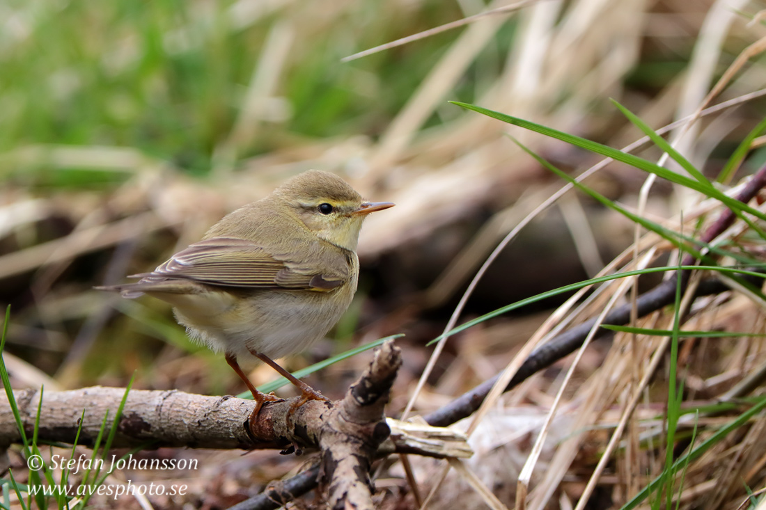Lövsångare / Willow Warbler 