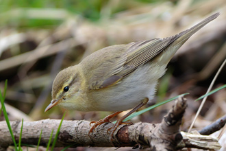 Lövsångare / Willow Warbler 