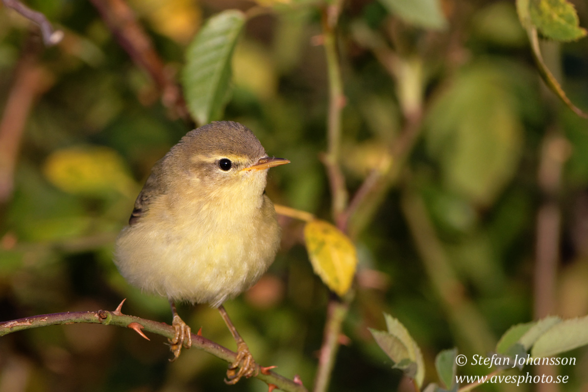 Lvsngare /  Willow Warbler Phylloscopus trochilus