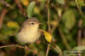 Lvsngare /  Willow Warbler Phylloscopus trochilus