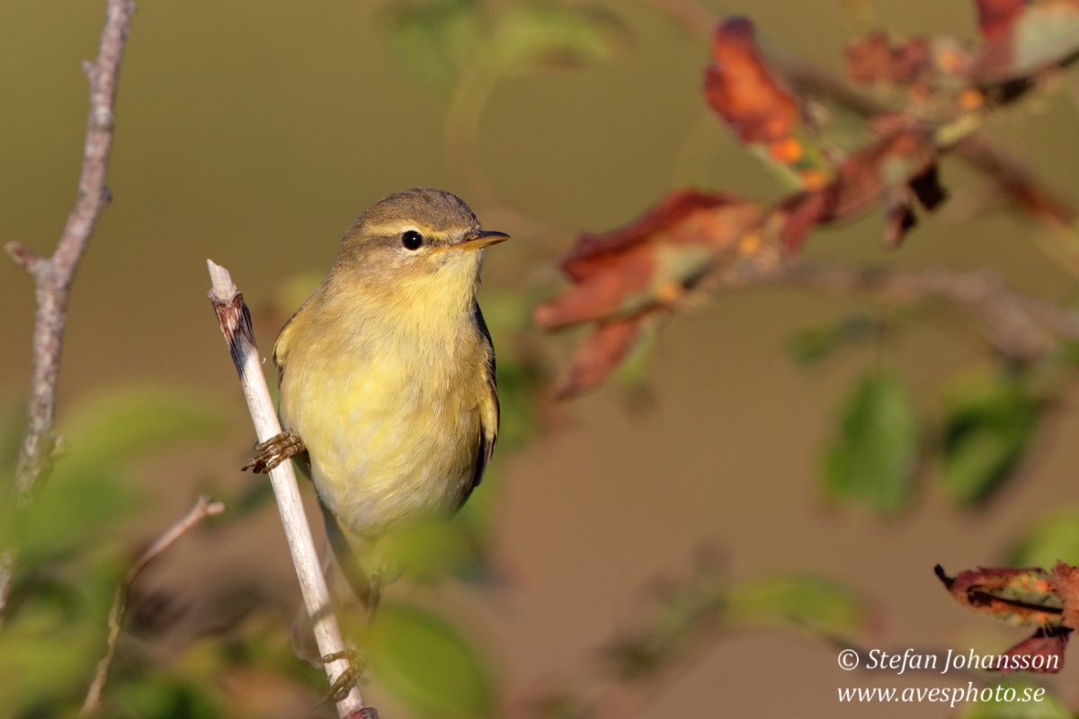 Lvsngare /  Willow Warbler Phylloscopus trochilus