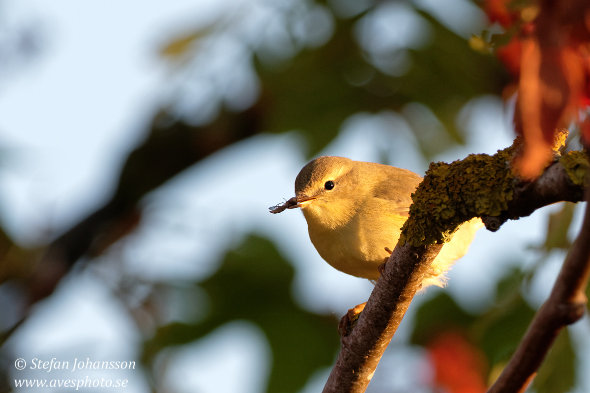 Lvsngare /  Willow Warbler Phylloscopus trochilus