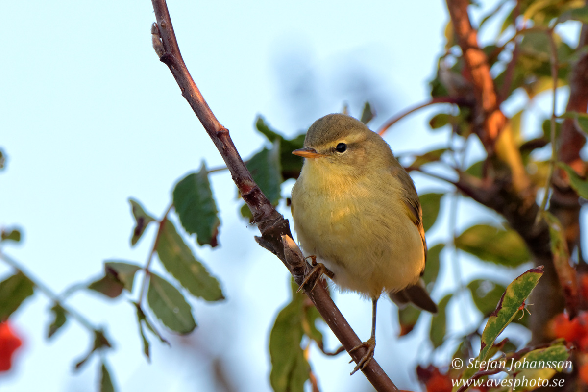 Lvsngare /  Willow Warbler Phylloscopus trochilus