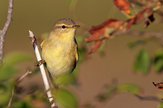 Lövsångare /  Willow Warbler 