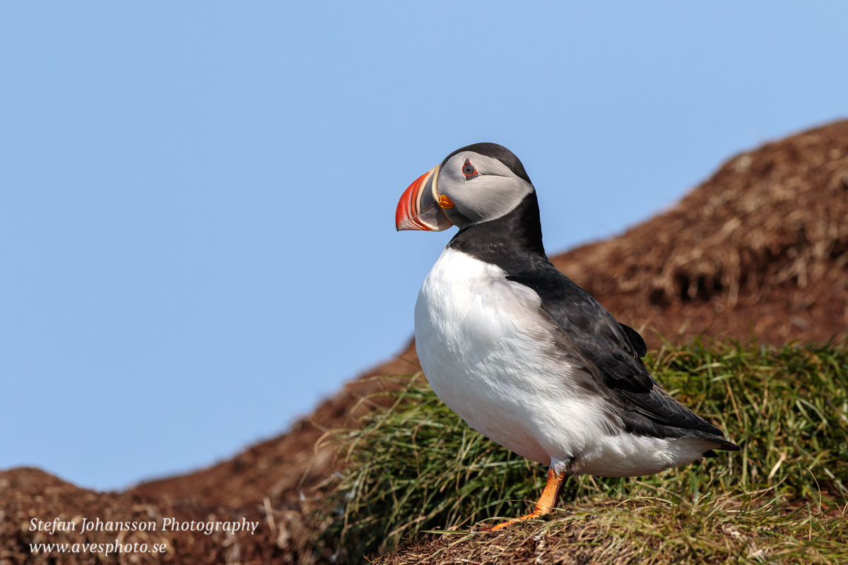 Lunnefågel / Atlantic Puffin Fratercula arctica 