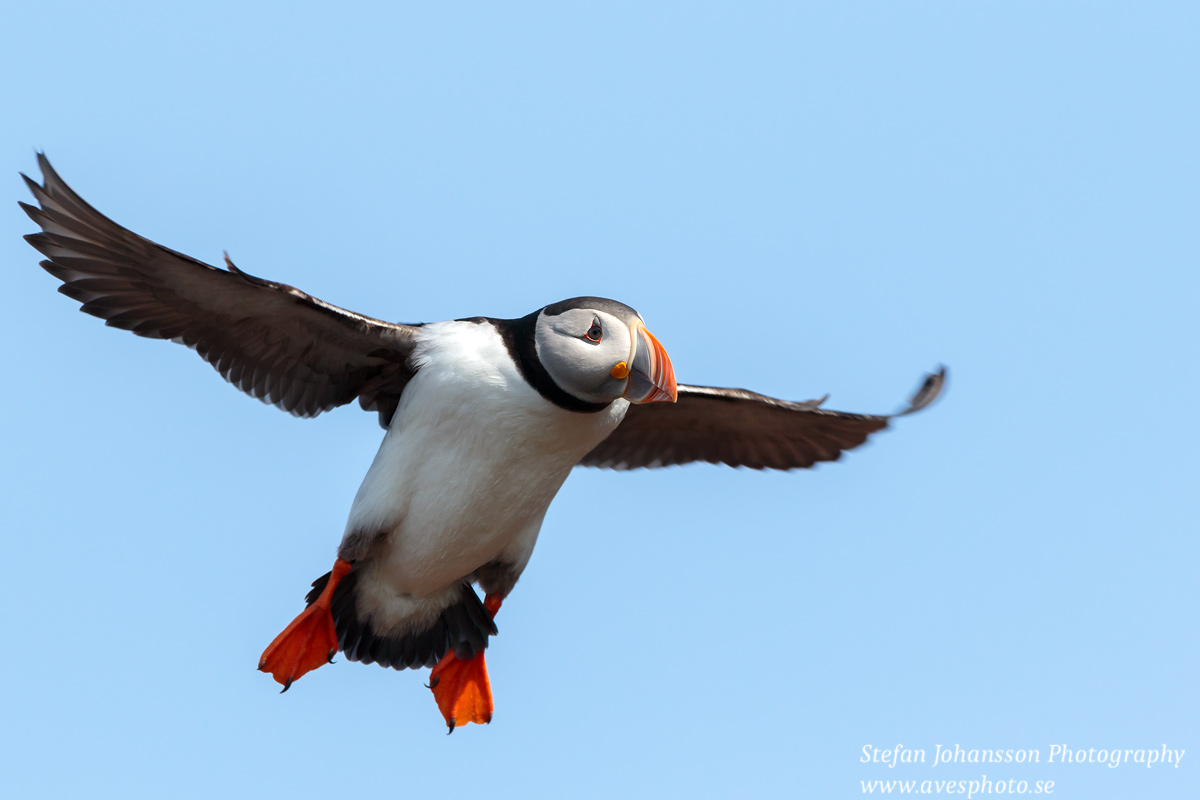 Lunnefågel / Atlantic Puffin Fratercula arctica 