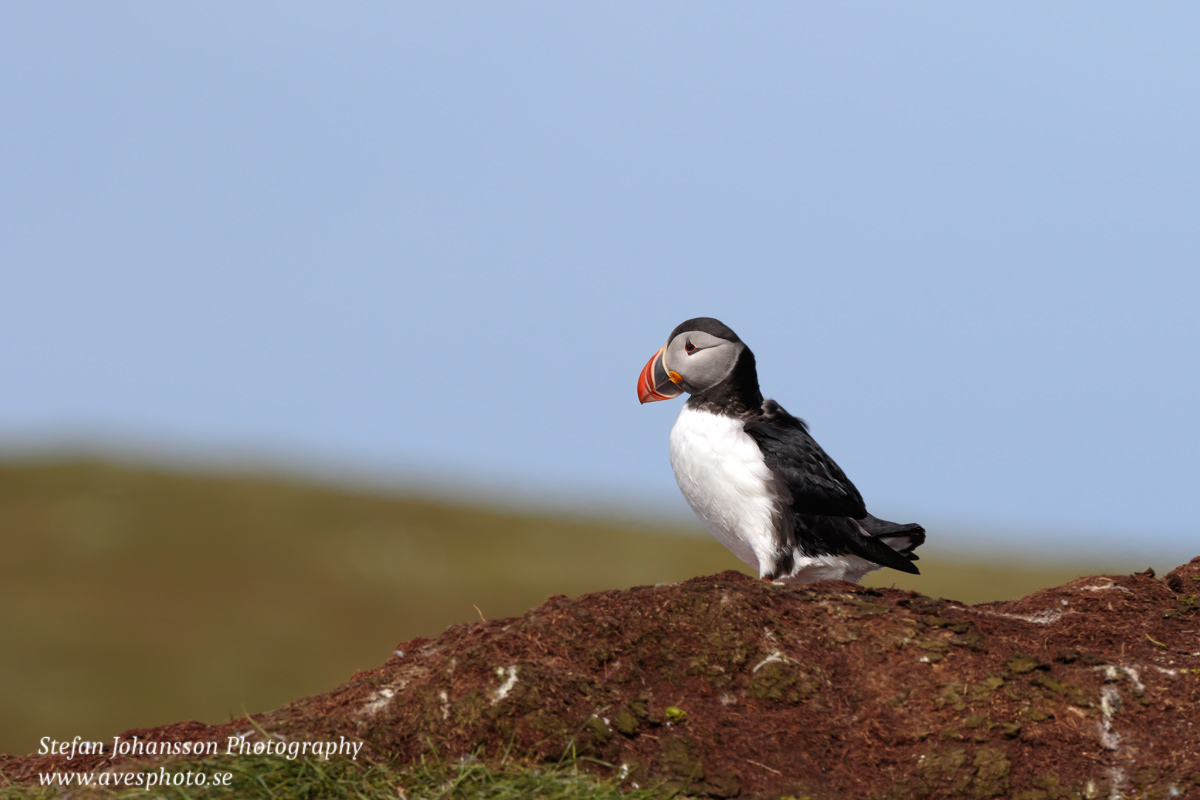 Lunnefågel / Atlantic Puffin Fratercula arctica 