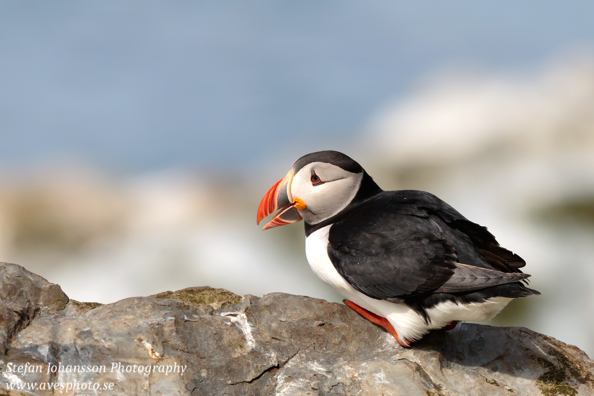 Lunnefågel / Atlantic Puffin Fratercula arctica 