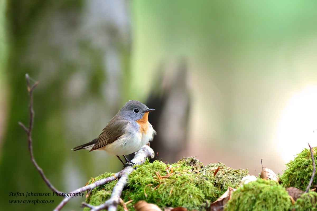 Mindre flugsnappare / Red-breasted Flycatcher Ficedula parva 