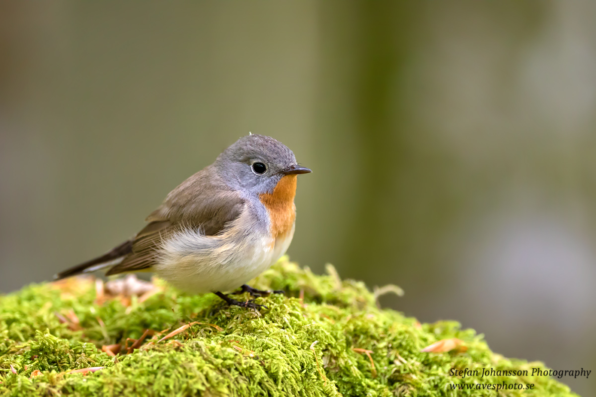 Mindre flugsnappare / Red-breasted Flycatcher Ficedula parva 