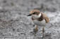 Mindre strandpipare / Little Ringed Plover Charadrius dubius 