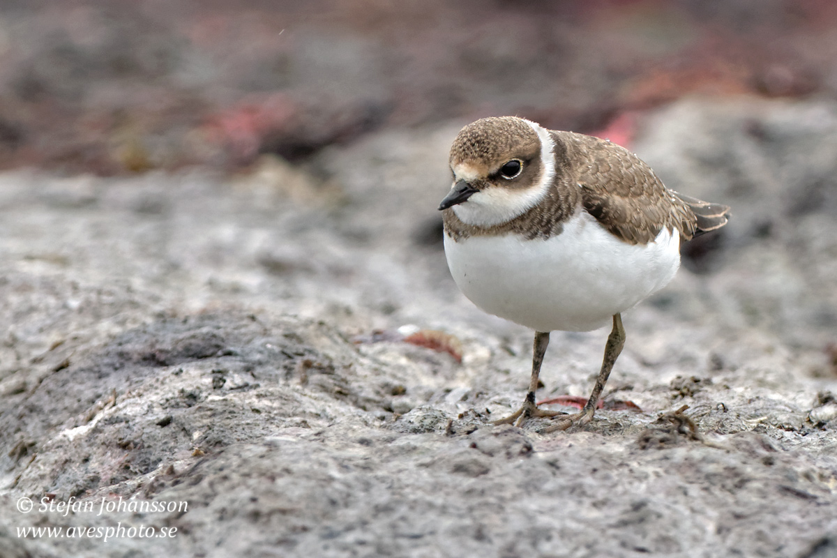 Mindre strandpipare / Little Ringed Plover Charadrius dubius 