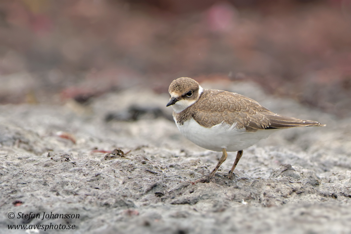 Mindre strandpipare / Little Ringed Plover Charadrius dubius 