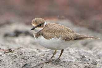 Mindre strandpipare / Little Ringed Plover 