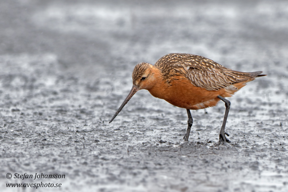 Myrspov / Bar-tailed Godwit Limosa lapponica  