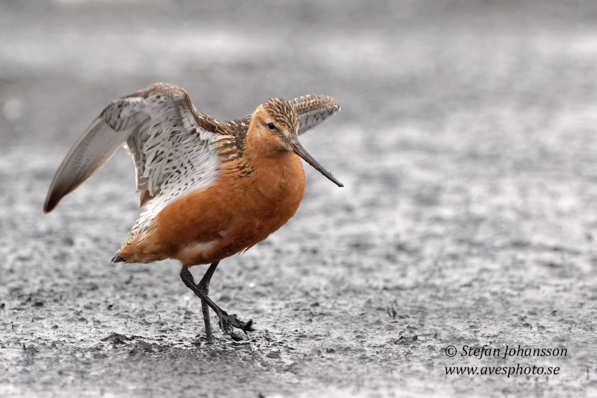 Myrspov / Bar-tailed Godwit Limosa lapponica  