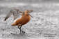 Myrspov / Bar-tailed Godwit Limosa lapponica  