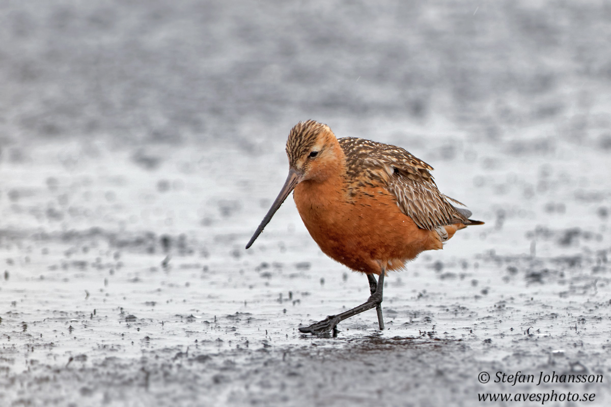 Myrspov / Bar-tailed Godwit Limosa lapponica  