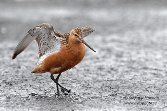 Myrspov / Bar-tailed Godwit 