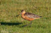 Myrspov / Bar-tailed Godwit Limosa lapponica  