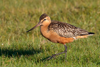 Myrspov / Bar-tailed Godwit 