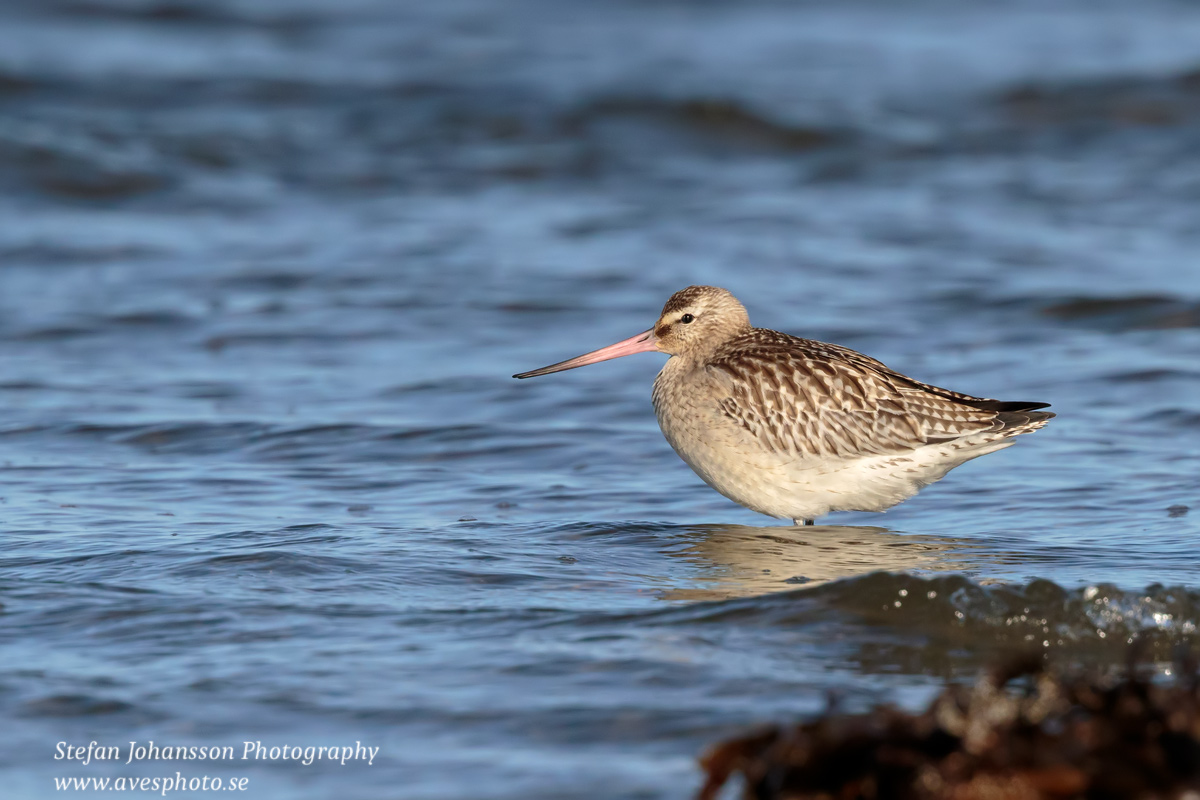 Myrspov / Bar-tailed Godwit Limosa lapponica  