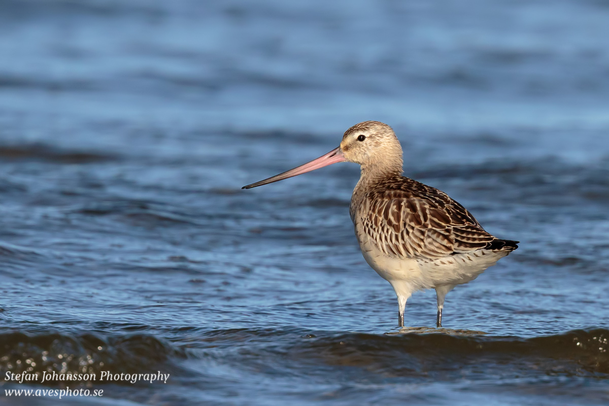 Myrspov / Bar-tailed Godwit Limosa lapponica  