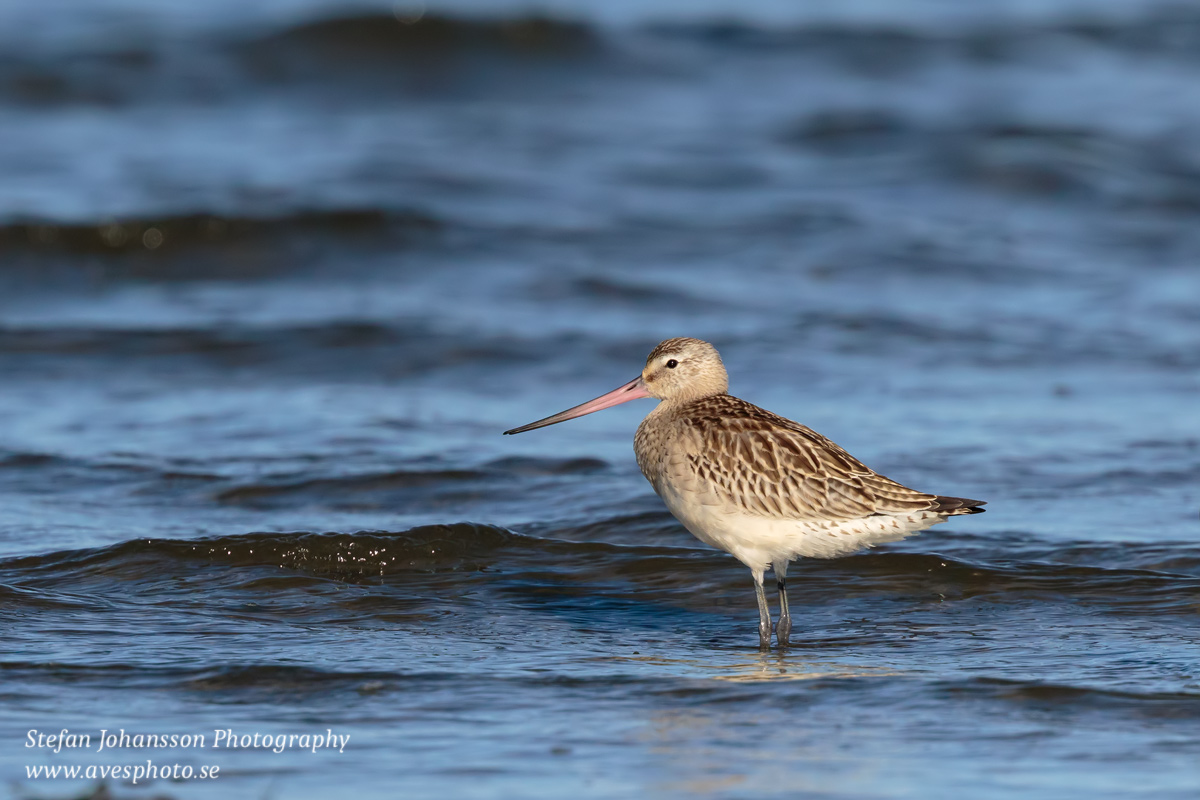 Myrspov / Bar-tailed Godwit Limosa lapponica  