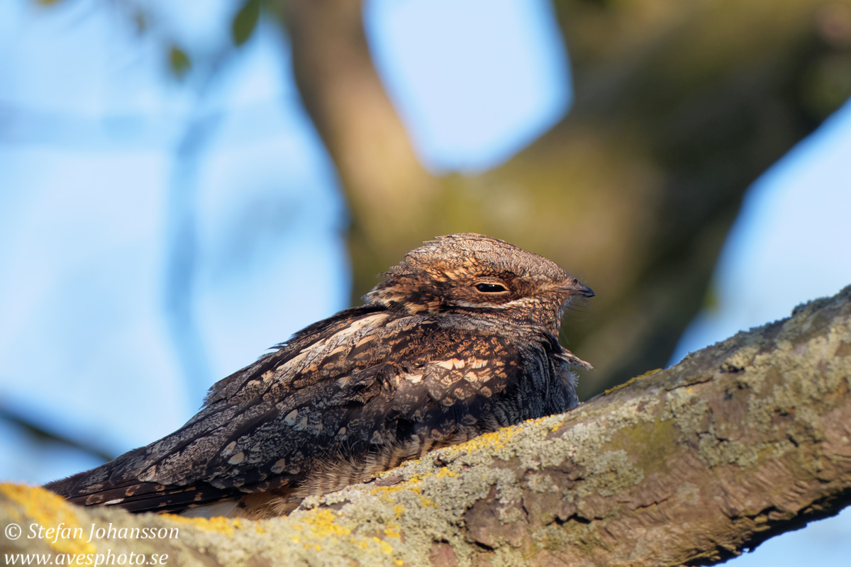 Nattskrra / Nightjar 