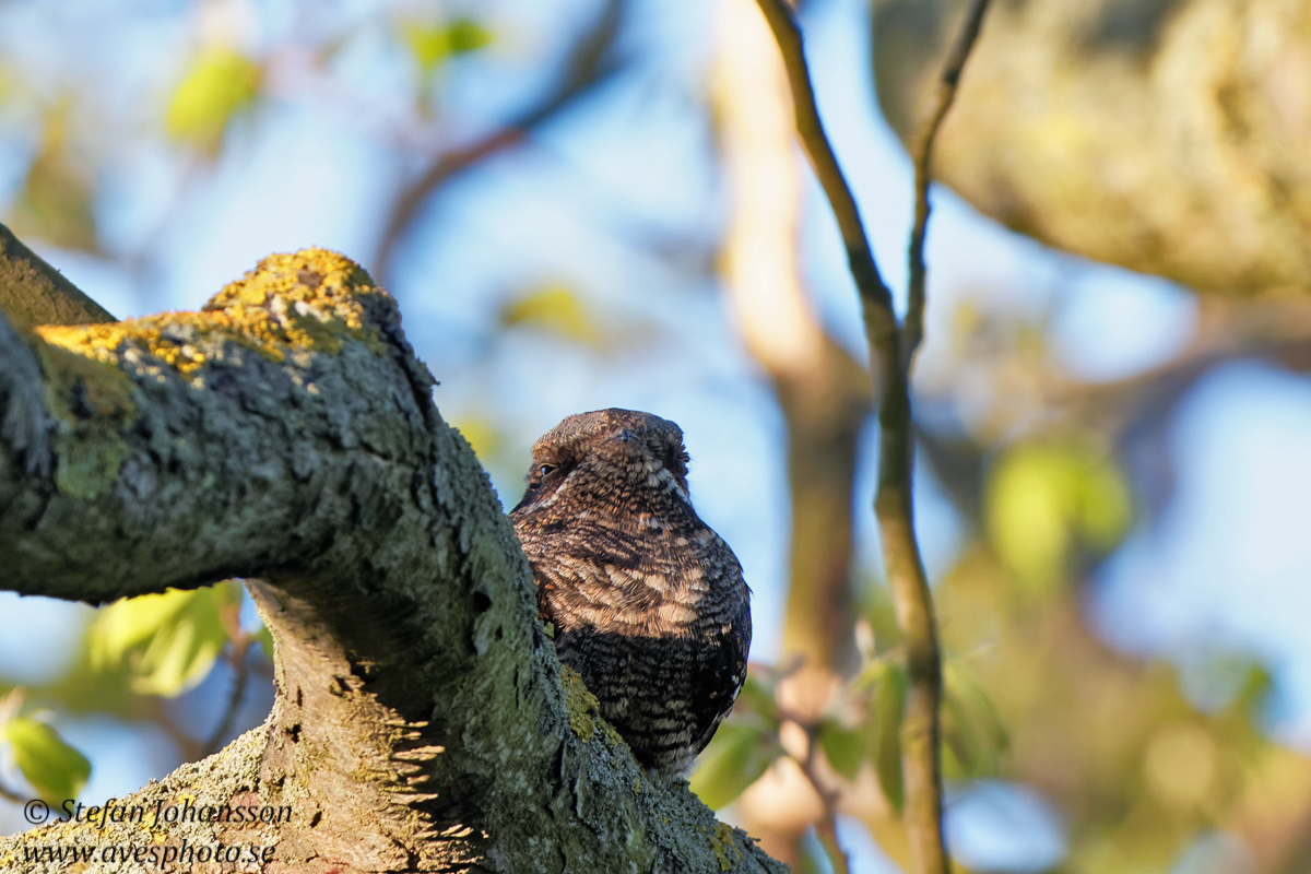 Nattskrra / Nightjar 