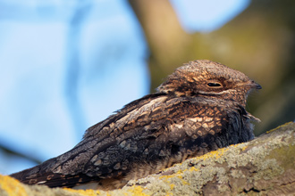 Nattskärra / Nightjar 