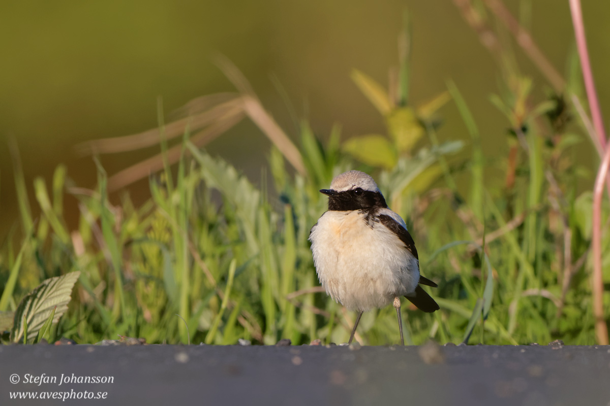 kenstenskvtta / Desert Wheatear Oenanthe deserti 