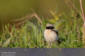 kenstenskvtta / Desert Wheatear Oenanthe deserti 