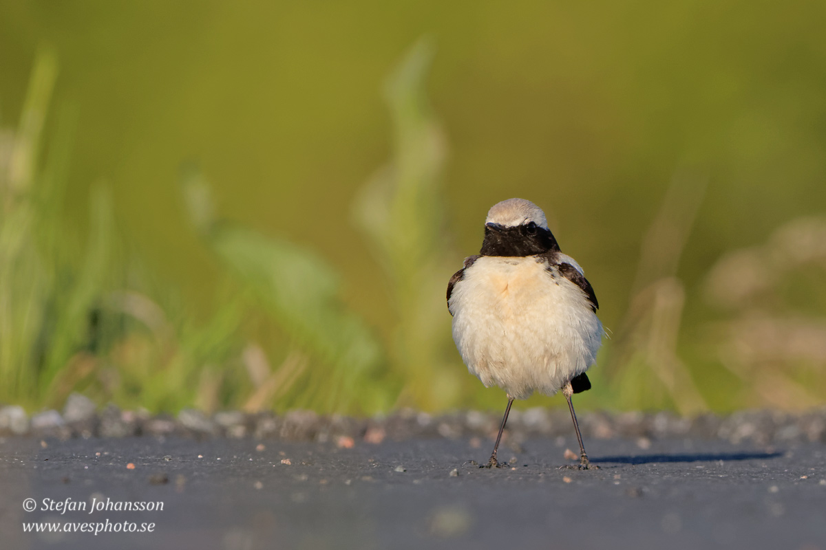 kenstenskvtta / Desert Wheatear Oenanthe deserti 