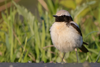 Ökenstenskvätta / Desert Wheatear Oenanthe deserti