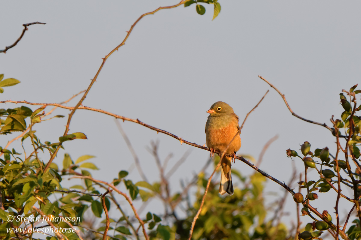 Ortolansparv / Ortolan Bunting Emberiza hortulana 